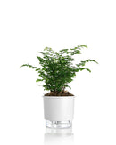 Vaso autoirrigável Raiz N°02 pequeno branco