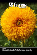 Envelope de sementes de girassol dobrado anão Sungold Feltrin