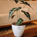 Vaso autoirrigável Plantiê Home pequeno 17x16cm